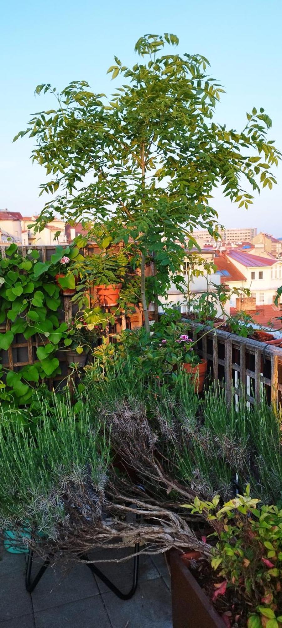 Guest house Guestrooms, Rooftop With Garden, Spacious Living Room, Character And Fireplace